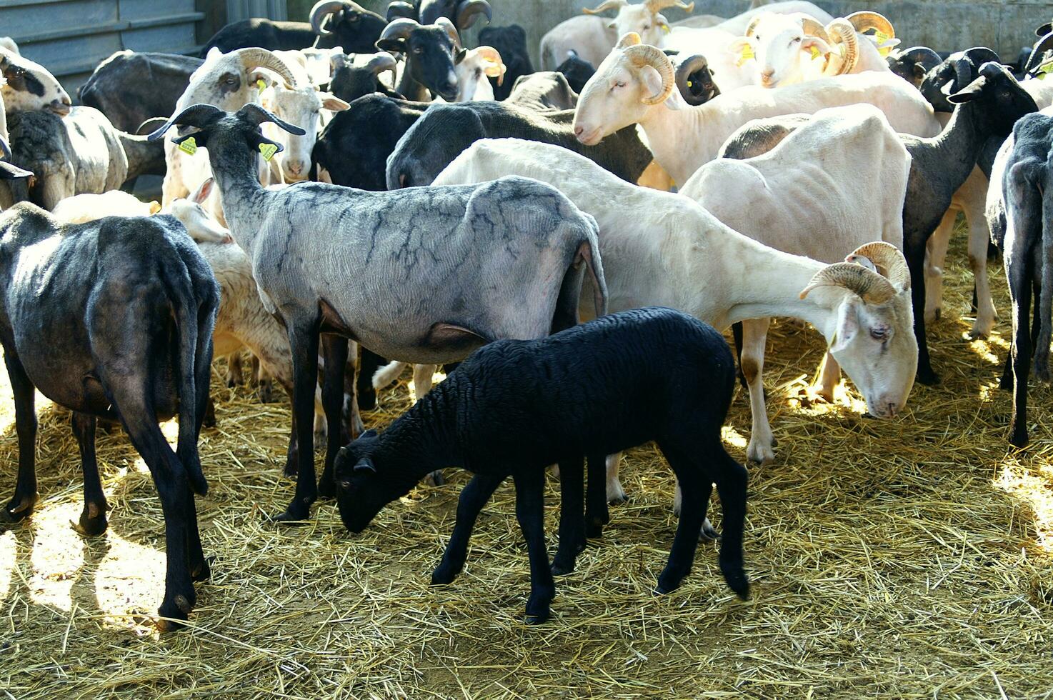 a herd of sheep standing in a field photo