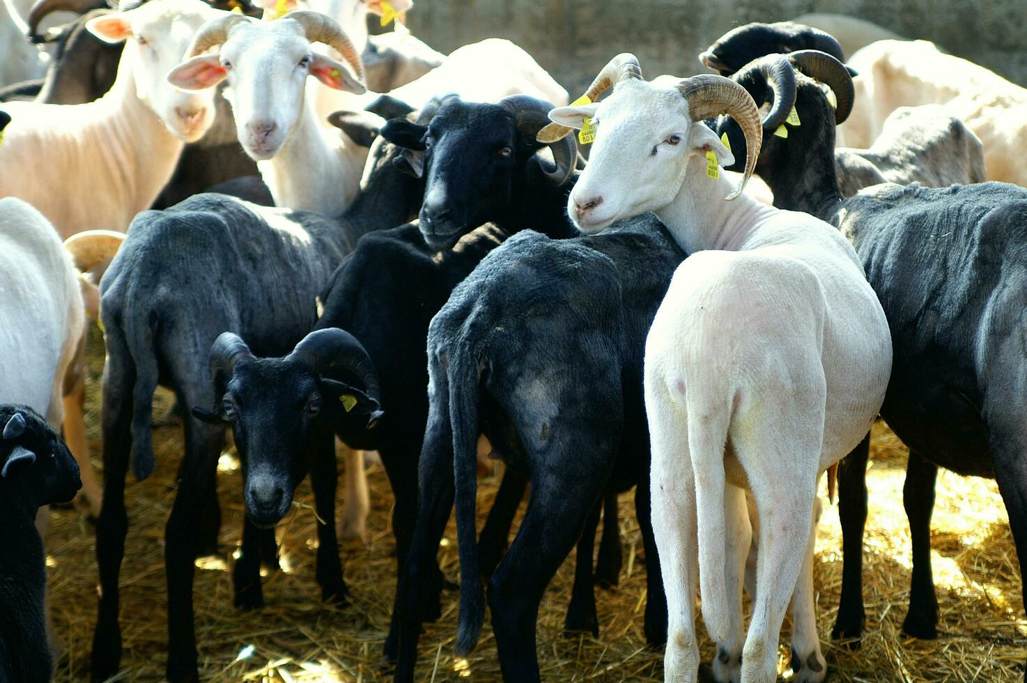 a herd of sheep standing in a field photo