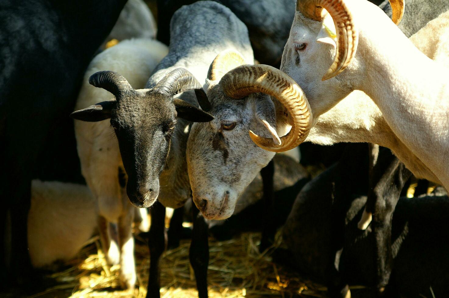 a herd of sheep standing in a field photo