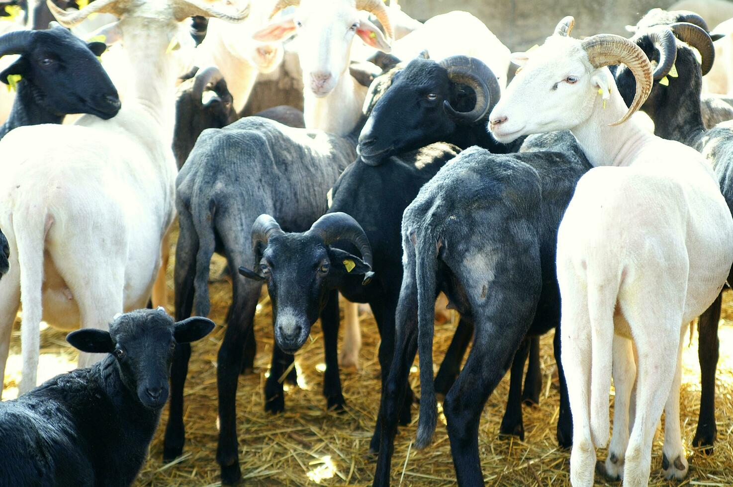 a herd of sheep standing in a field photo