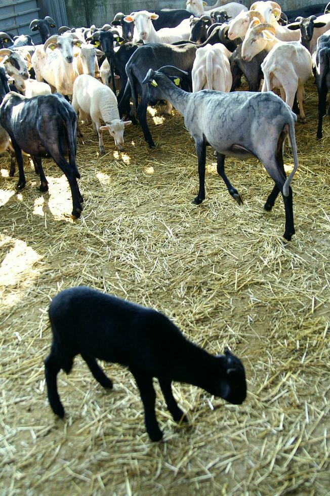 a herd of sheep standing in a field photo