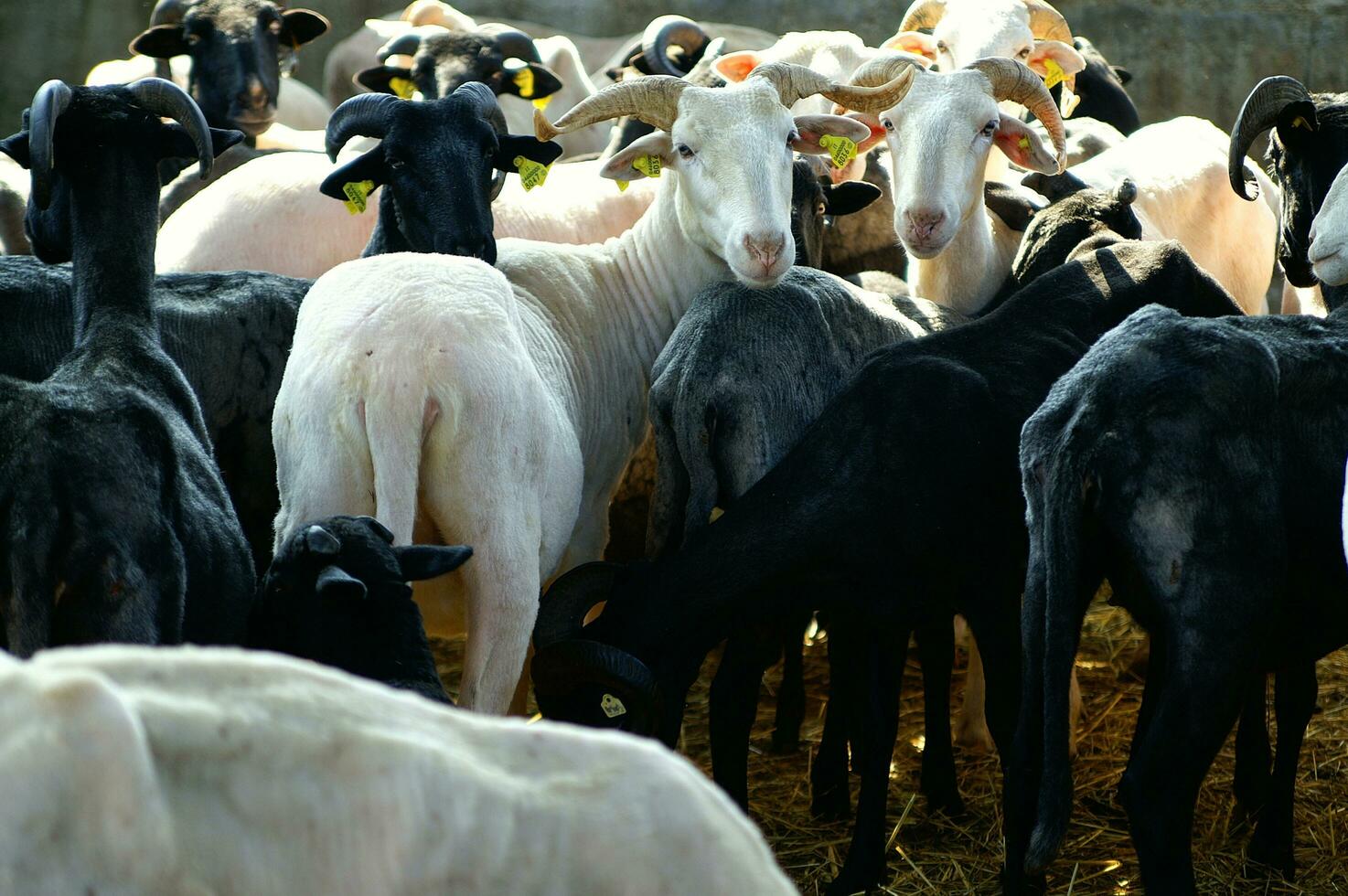 a herd of sheep standing in a field photo