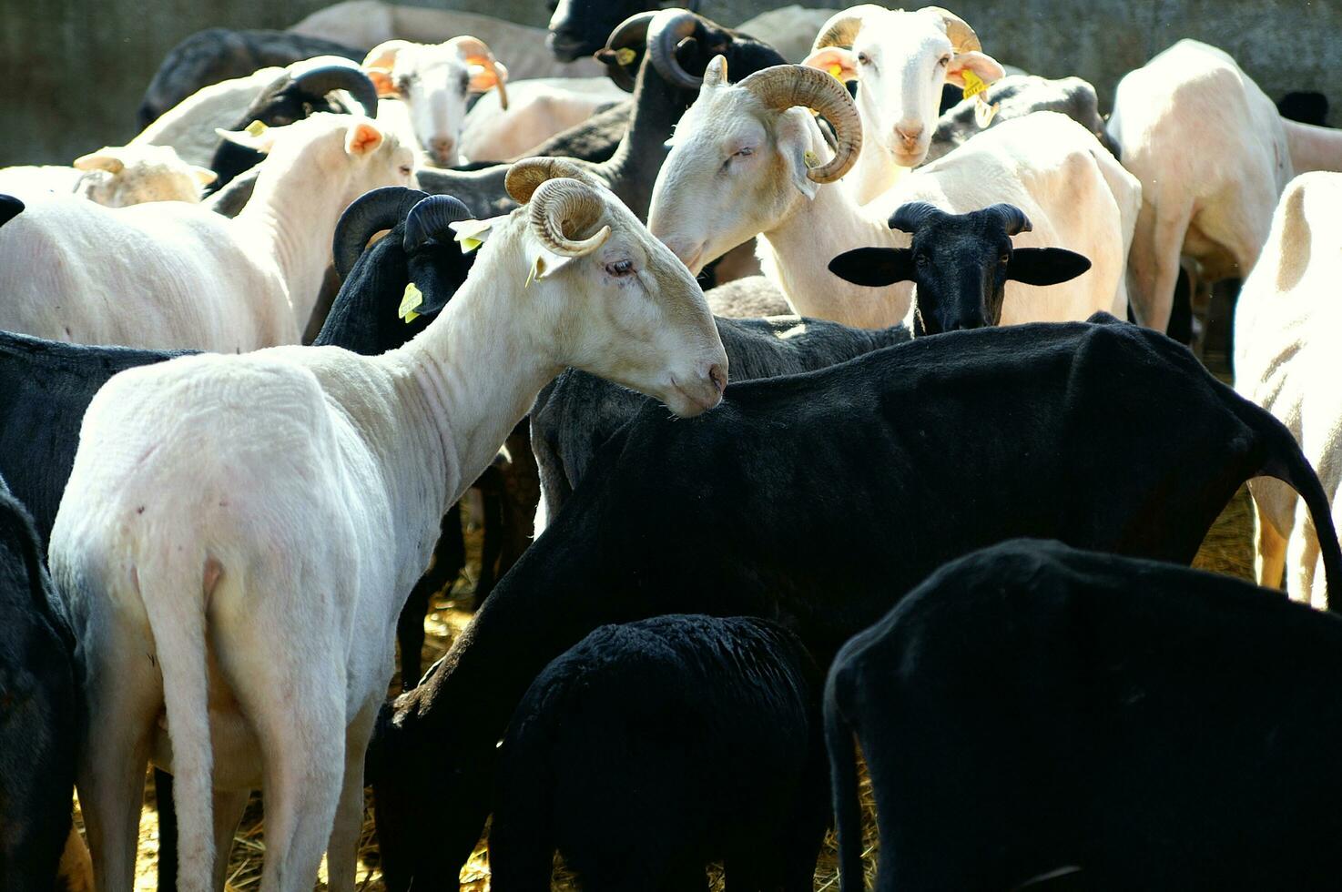 a herd of sheep standing in a field photo