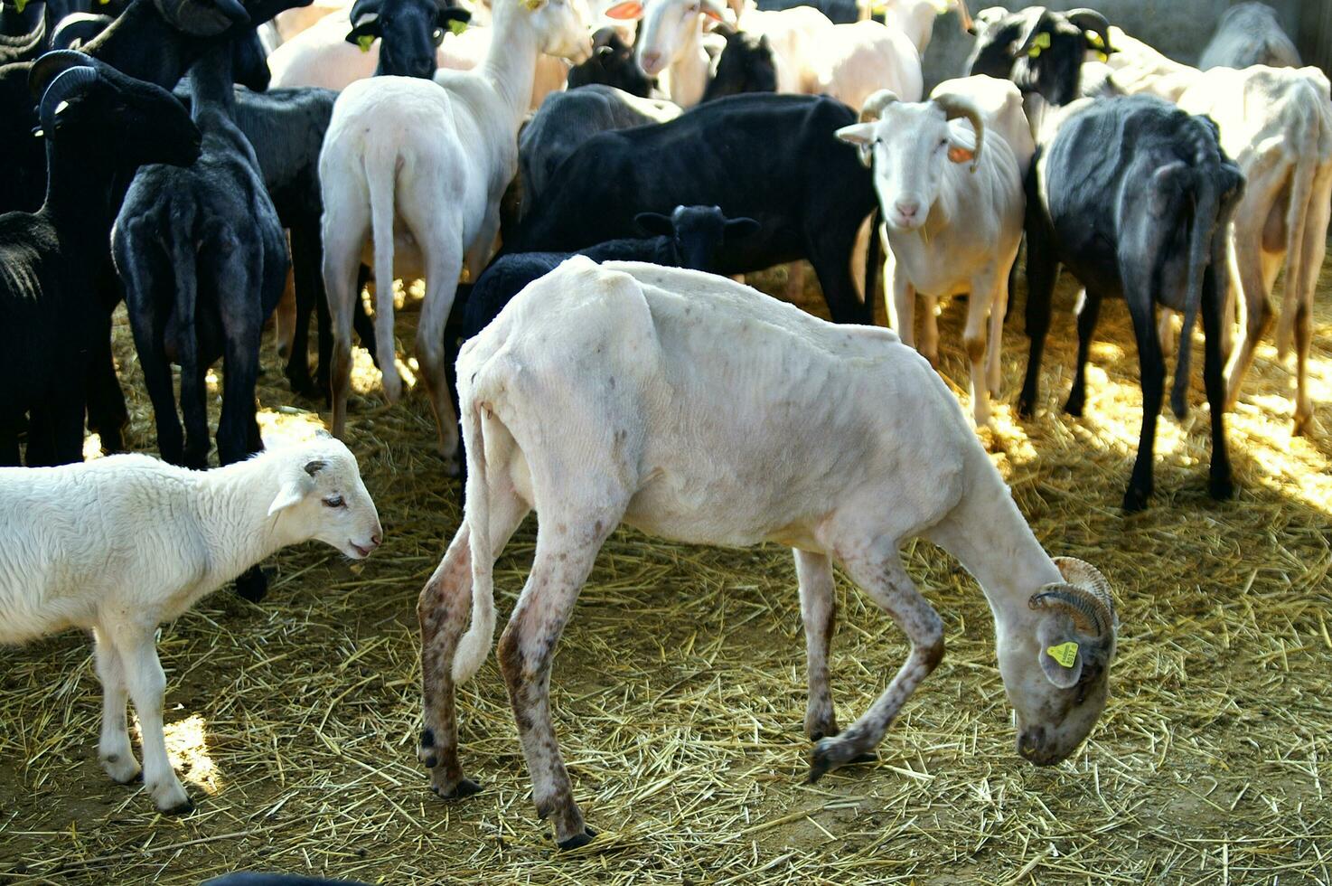 un manada de oveja en pie en un campo foto