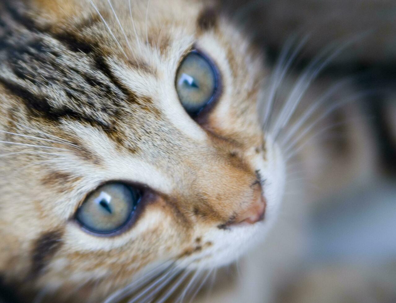 a close up of a cat looking at the camera photo