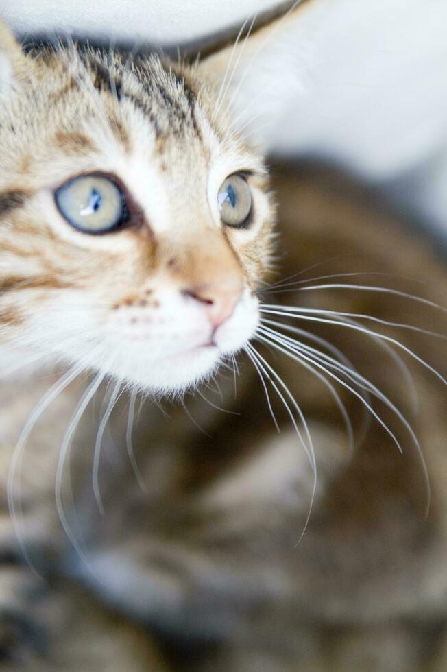 a close up of a cat looking at the camera photo