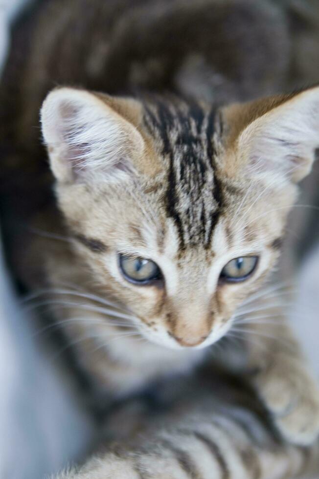a close up of a cat looking at the camera photo