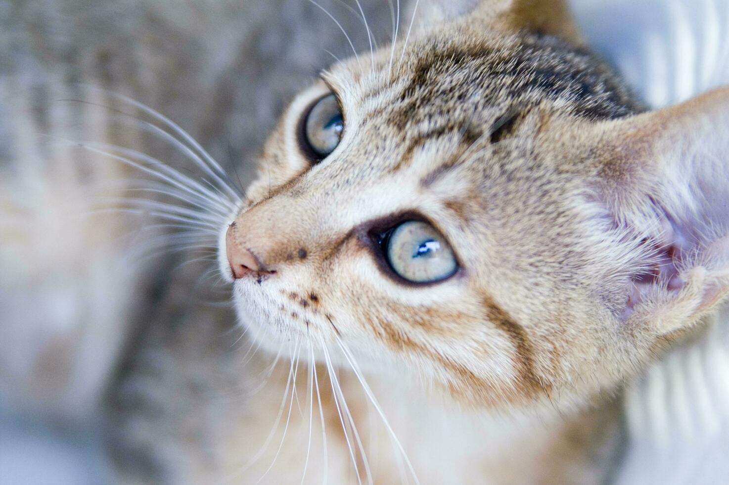 a close up of a cat looking at the camera photo