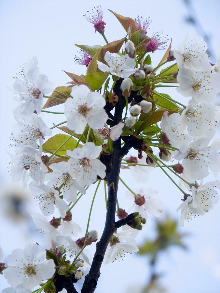 a tree with white flowers against a blue sky photo