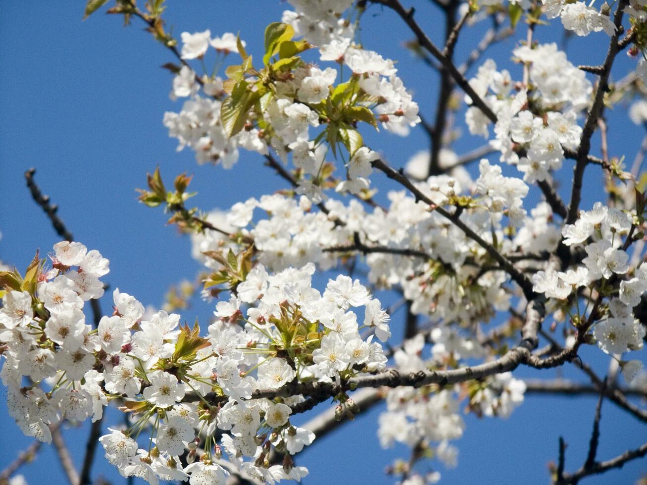 a tree with white flowers against a blue sky photo