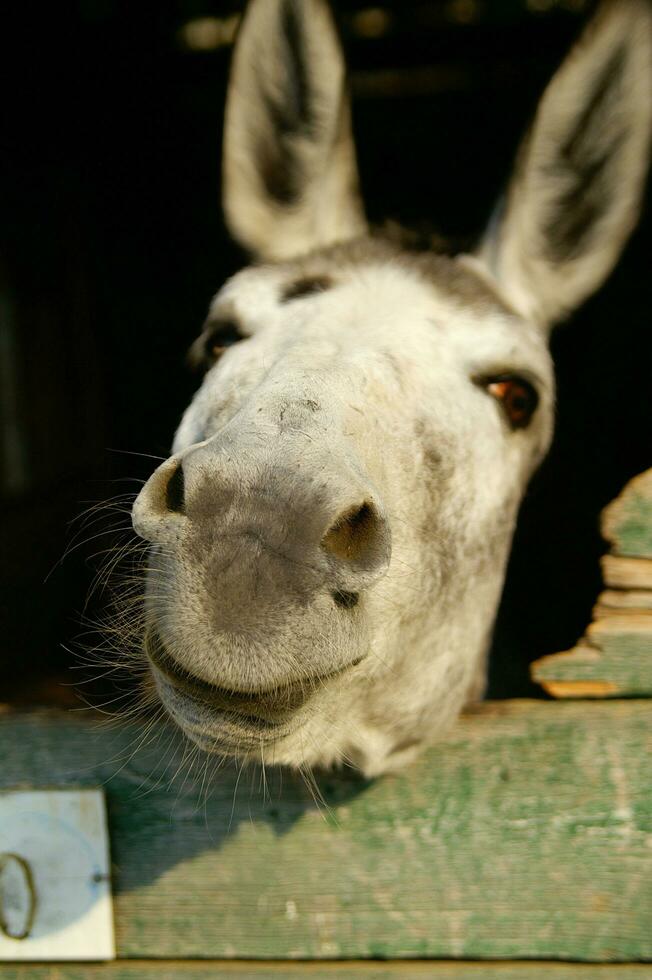 a donkey sticking his head out of a wooden door photo