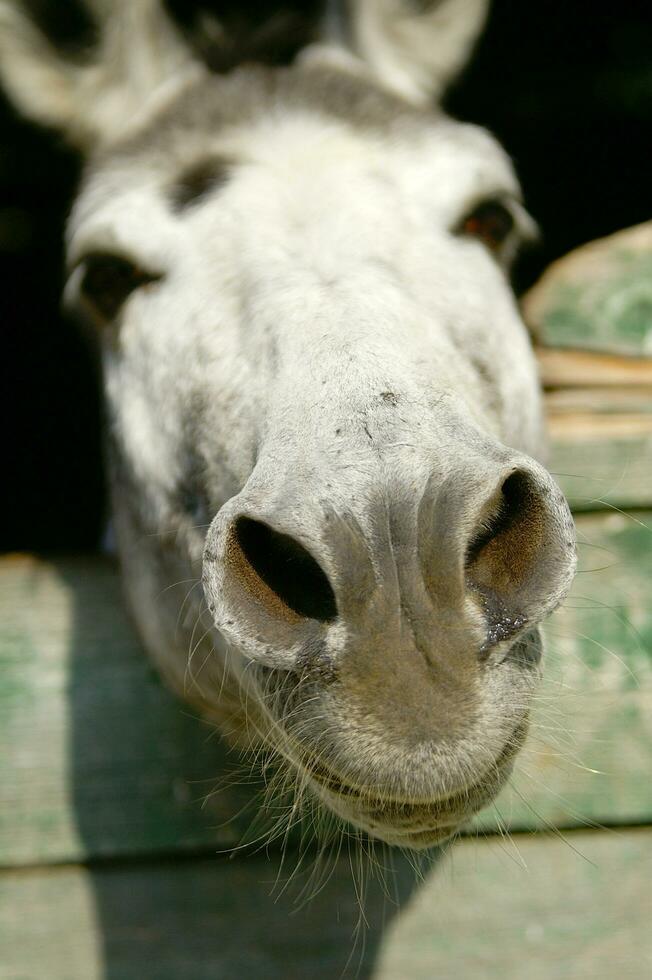 a donkey sticking his head out of a wooden door photo