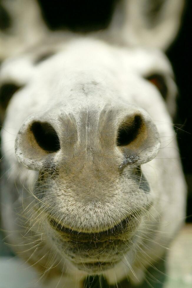 un Burro pega su cabeza fuera de un de madera puerta foto