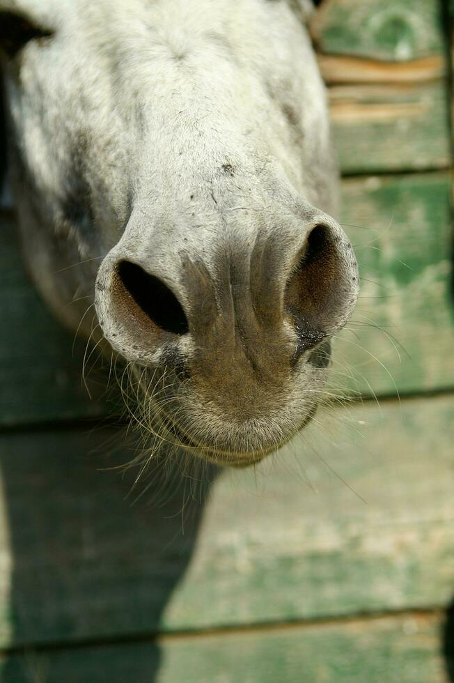 a donkey sticking his head out of a wooden door photo