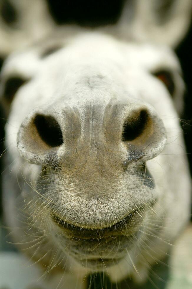 a donkey sticking his head out of a wooden door photo