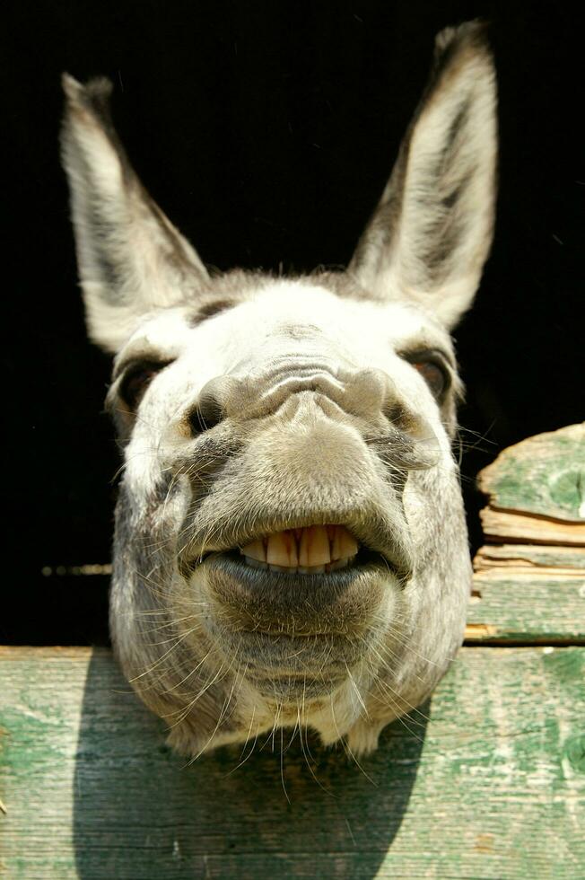 a donkey sticking his head out of a wooden door photo