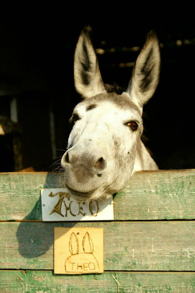 un Burro pega su cabeza fuera de un de madera puerta foto