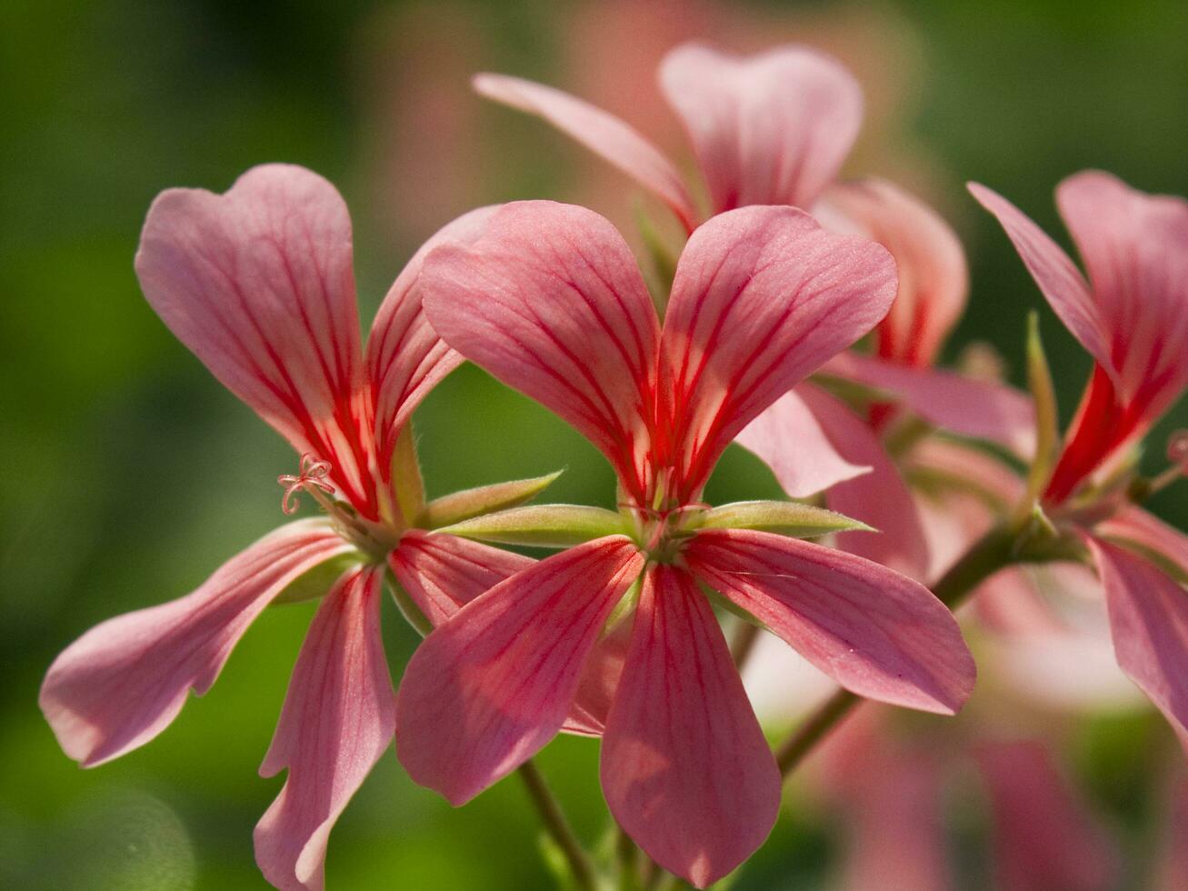 a large field of red flowers in a greenhouse photo
