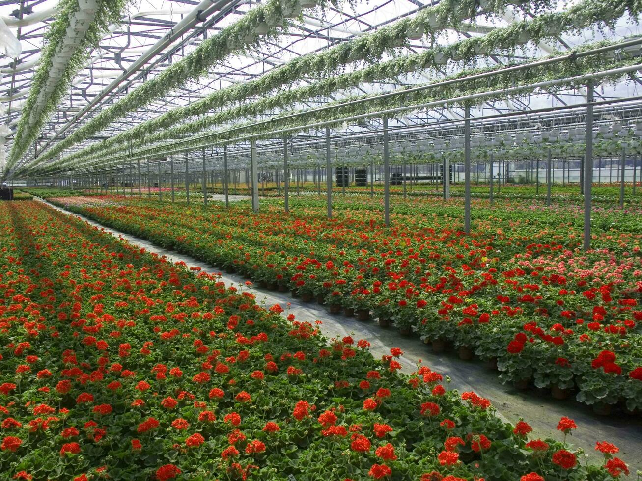 a large field of red flowers in a greenhouse photo