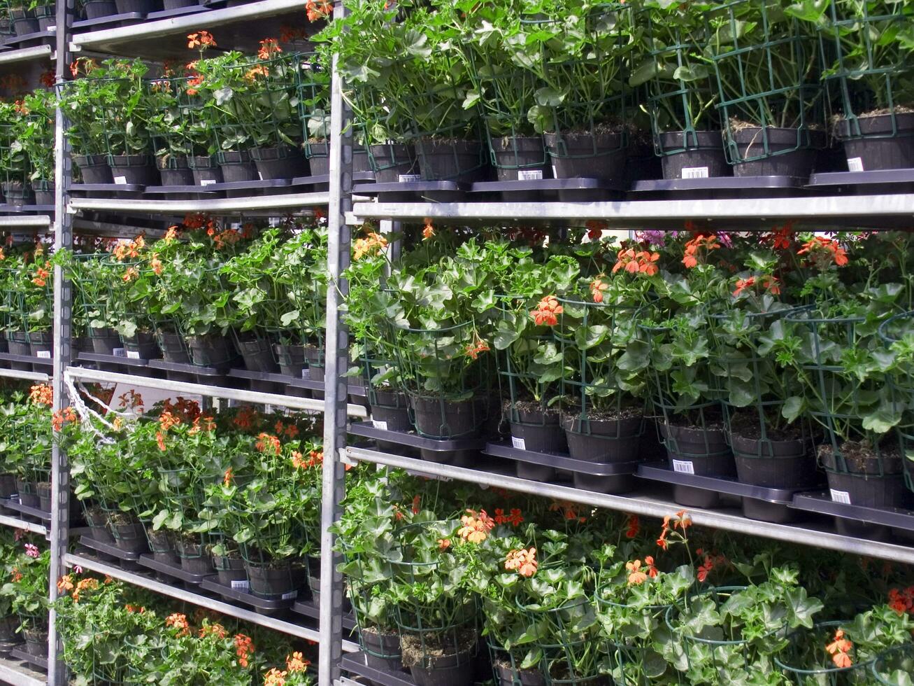 a large field of red flowers in a greenhouse photo