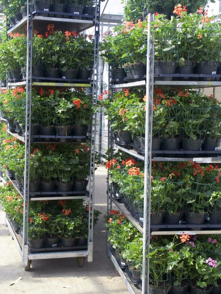 a large field of red flowers in a greenhouse photo
