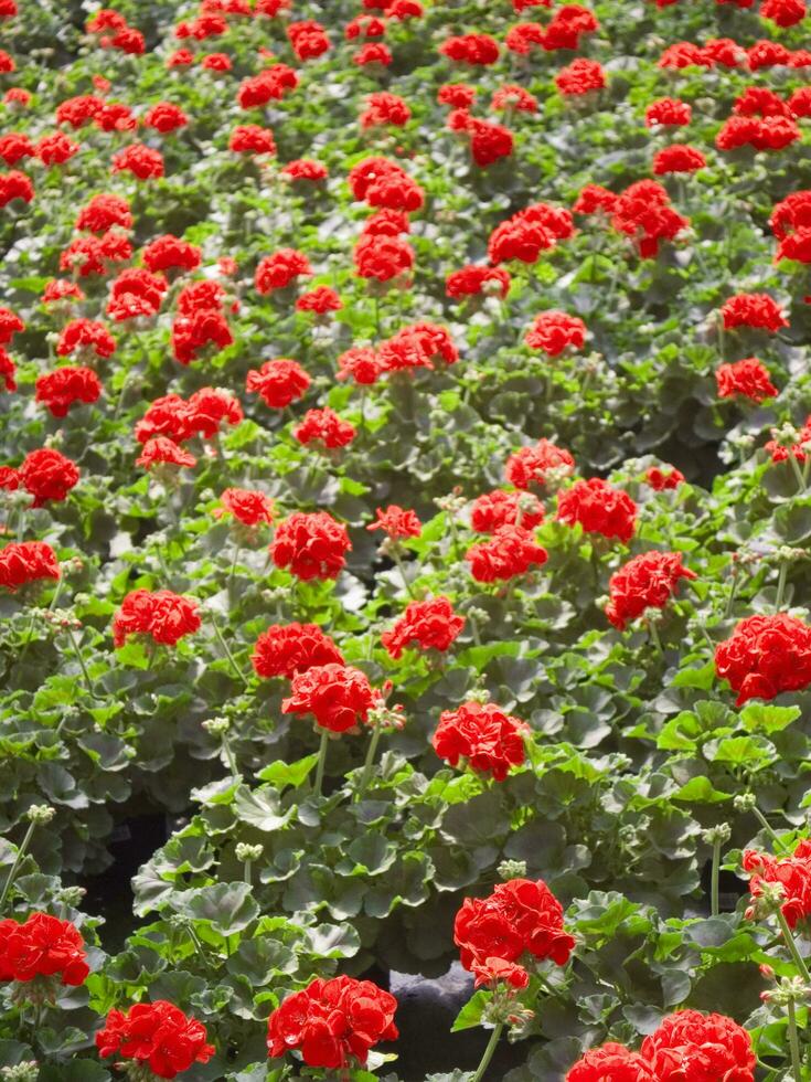 a large field of red flowers in a greenhouse photo