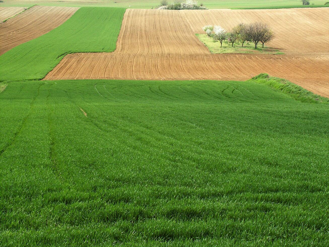 campo ver en primavera foto