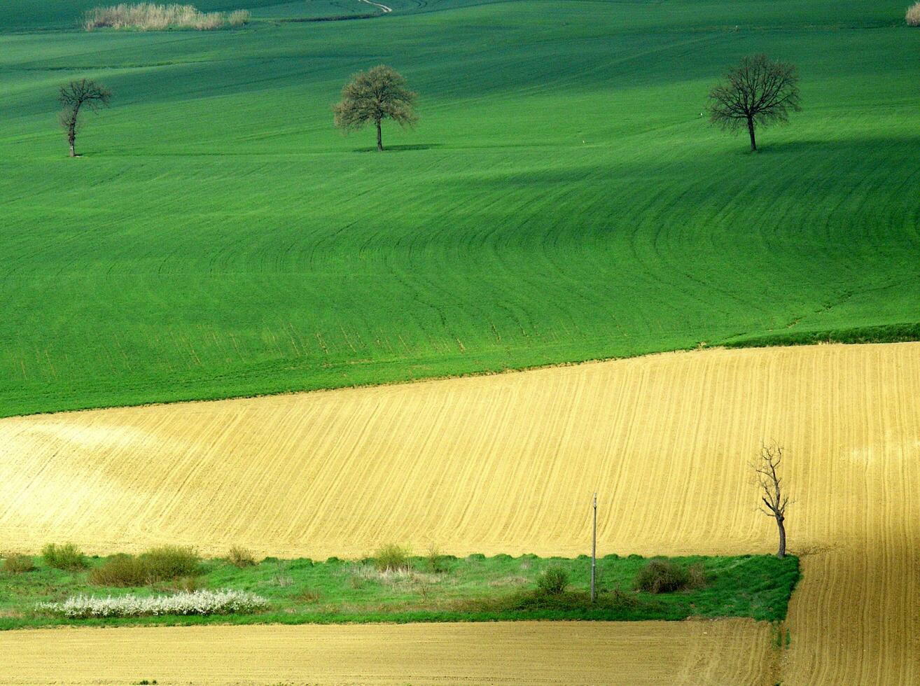 countryside view in spring photo