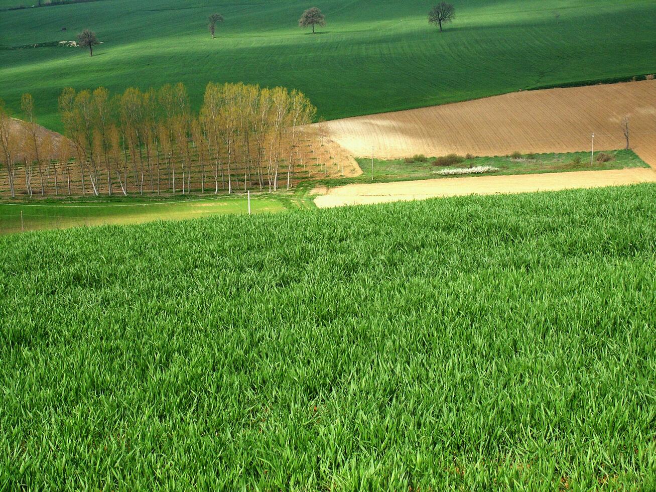 countryside view in spring photo