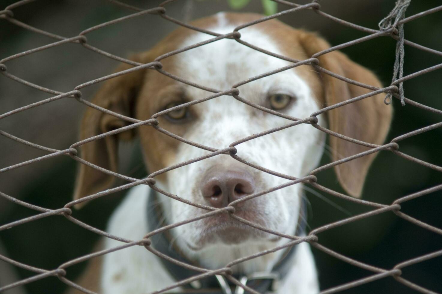 a dog is looking through a chain link fence photo