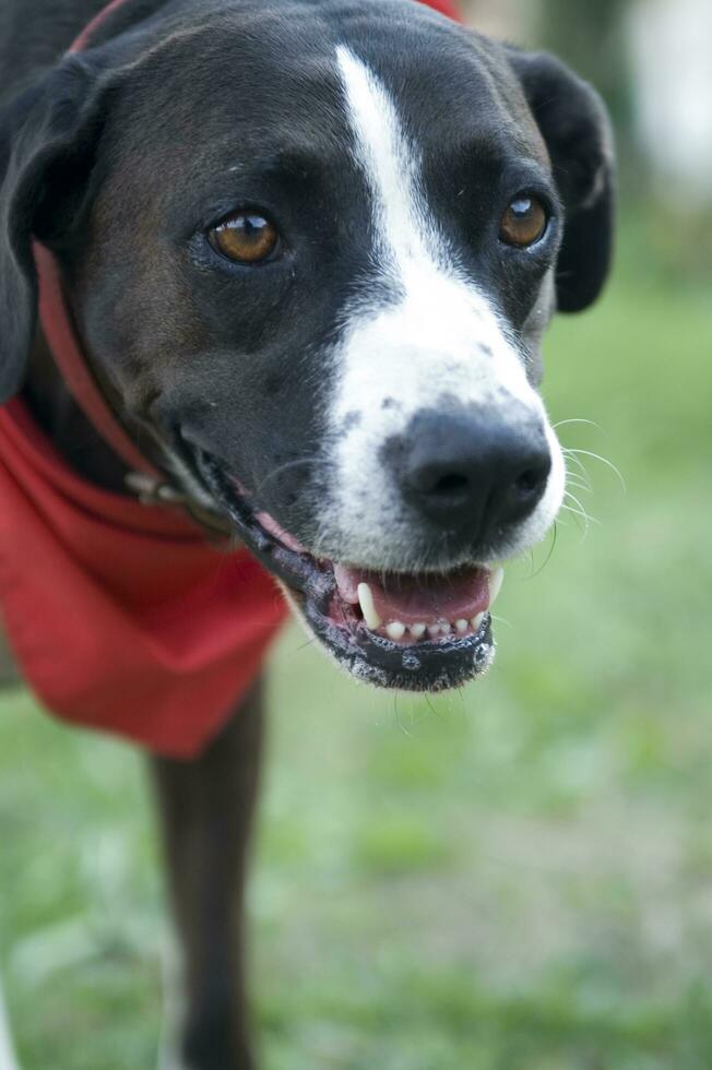 a dog is looking through a chain link fence photo