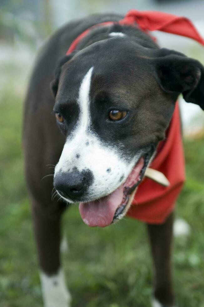 a dog is looking through a chain link fence photo