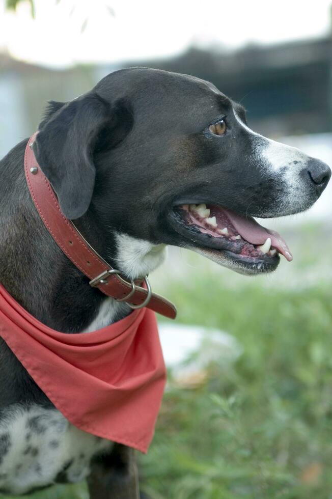 un perro mirando mediante un cerca foto