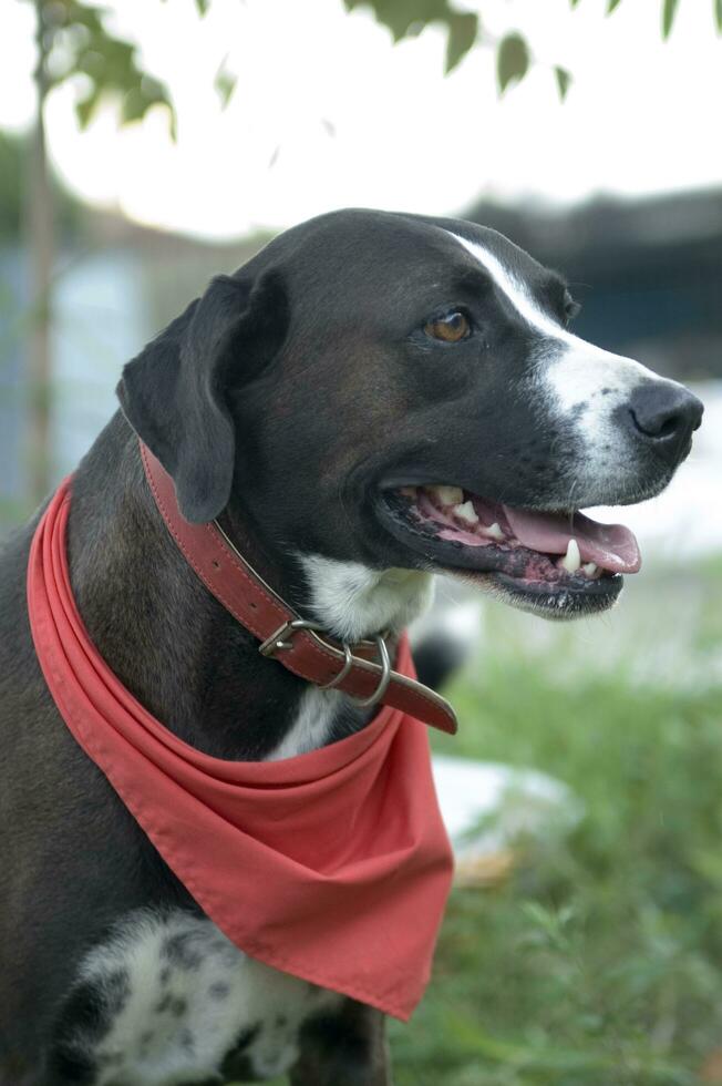 a dog is looking through a chain link fence photo