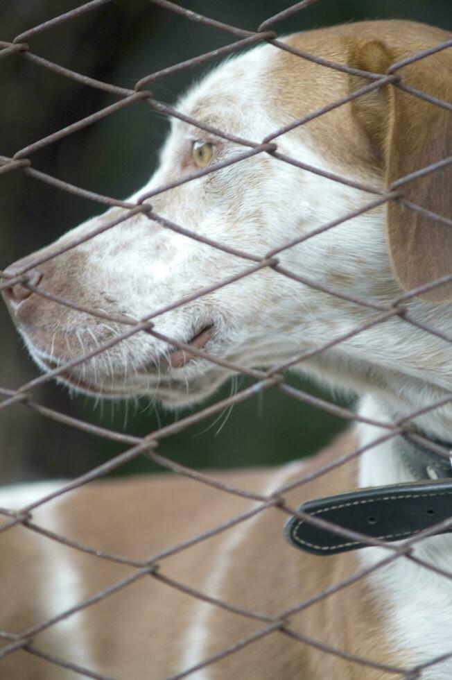 a dog looking through a fence photo