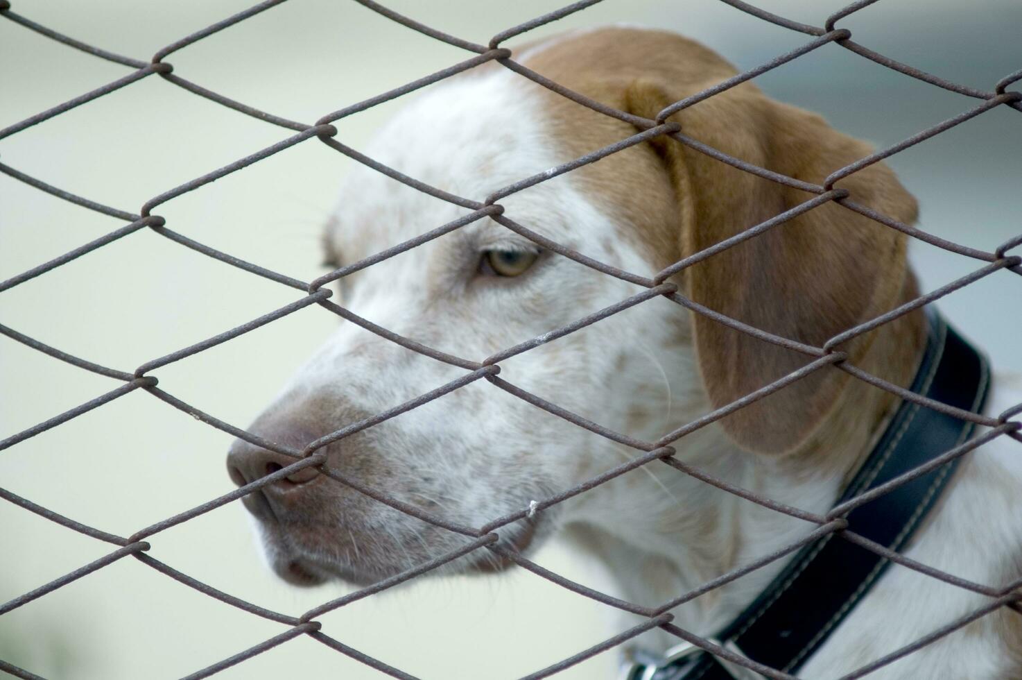 a dog looking through a fence photo