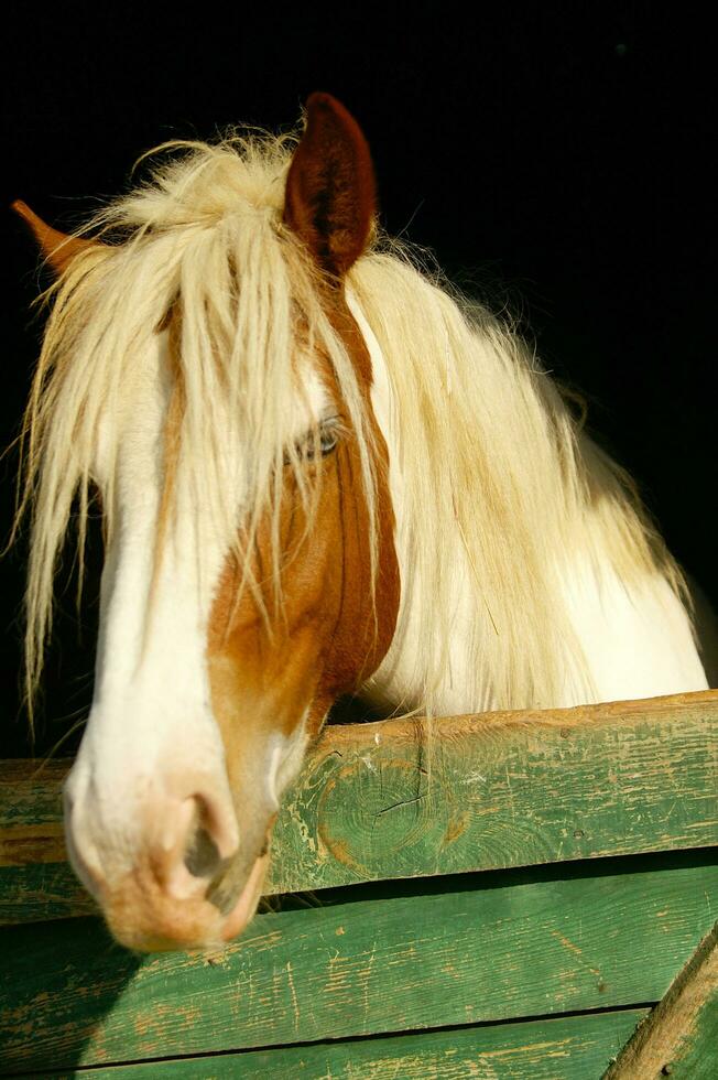 a close up of a horse's head photo