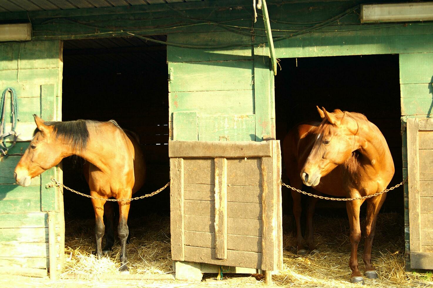 un cerca arriba de un caballos cabeza foto