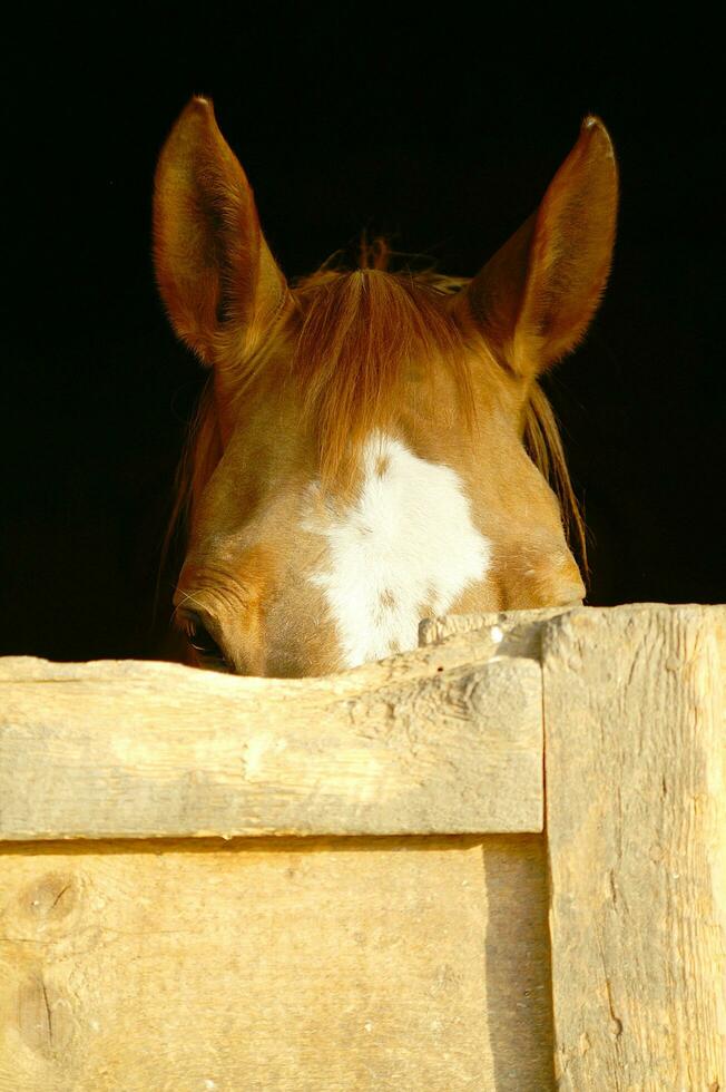 a close up of a horse's head photo