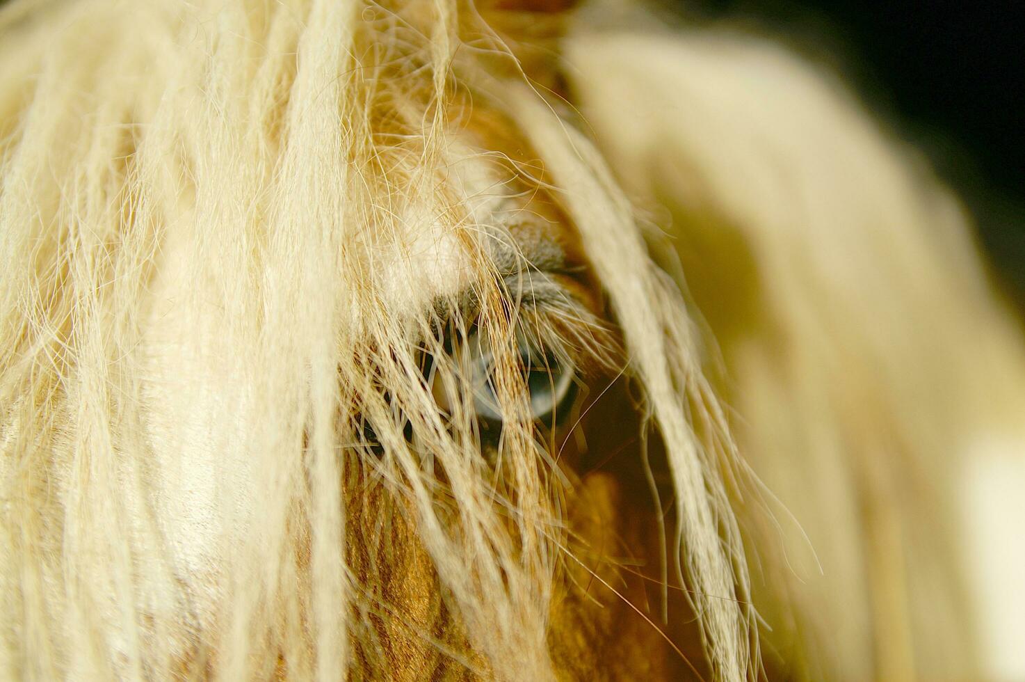 un cerca arriba de un caballos cabeza foto