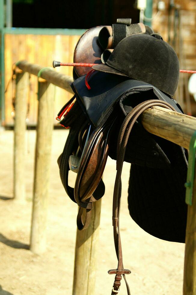 a close up of a horse's head photo