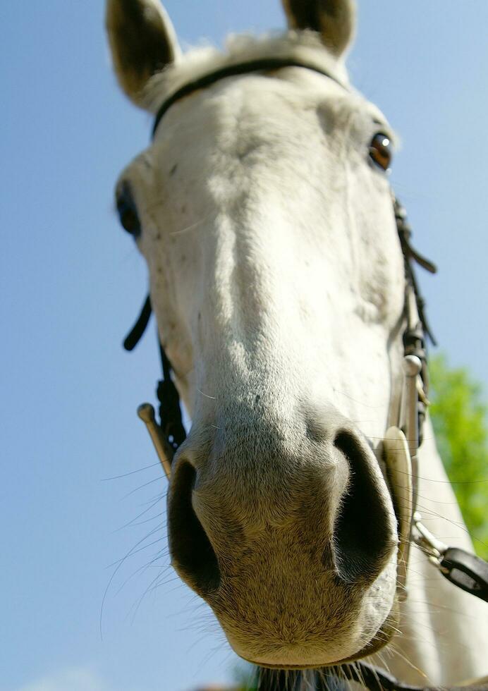 un cerca arriba de un caballos cabeza foto