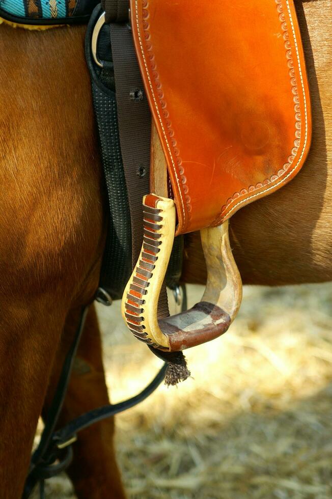 a close up of a horse's head photo
