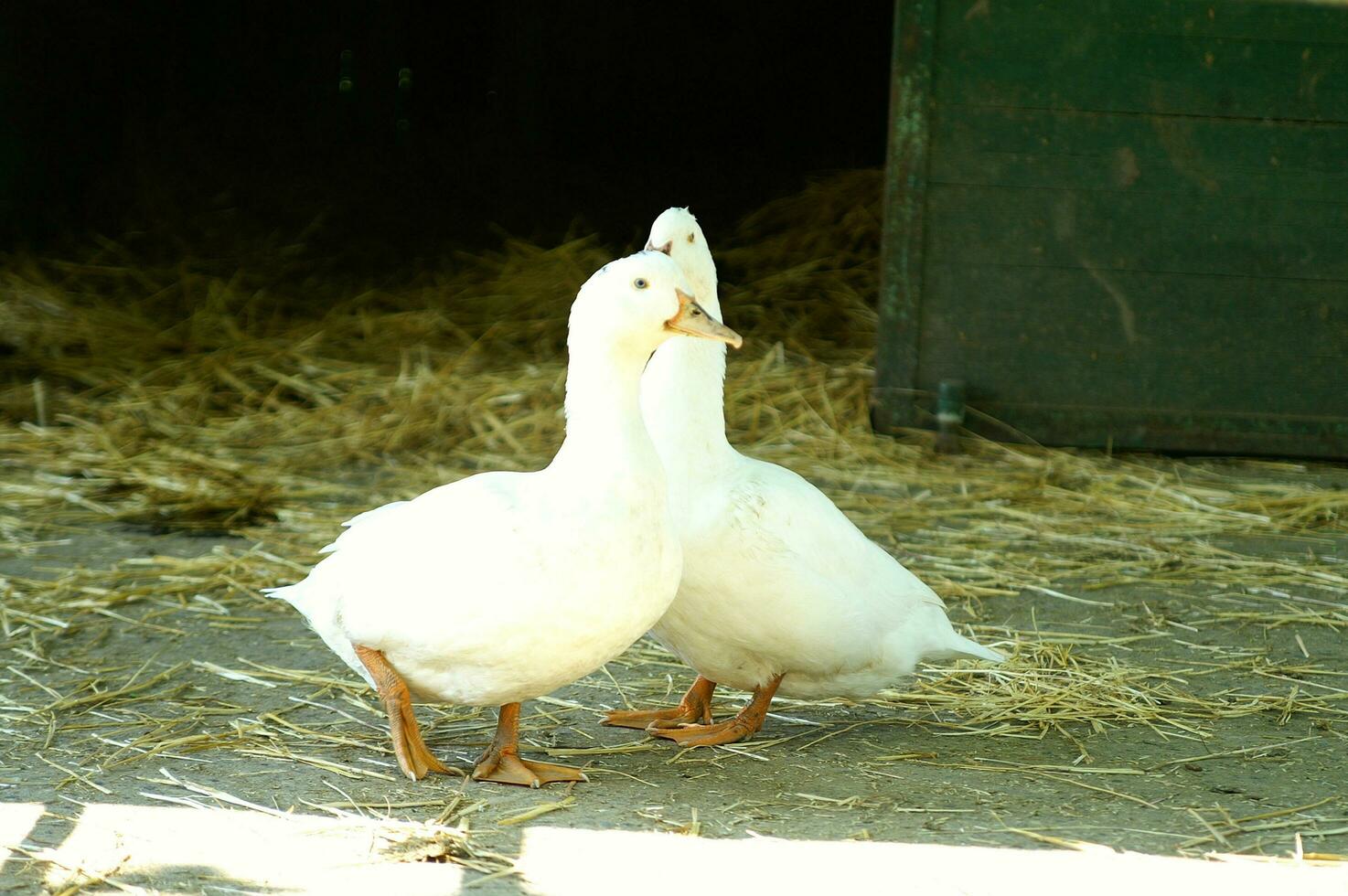 two white ducks standing in a barn photo