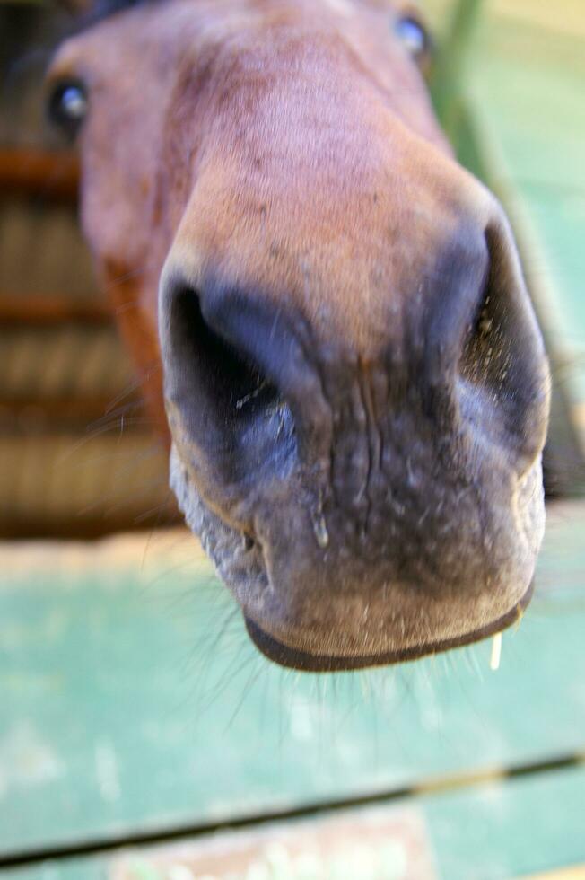 un cerca arriba de un caballos cabeza foto