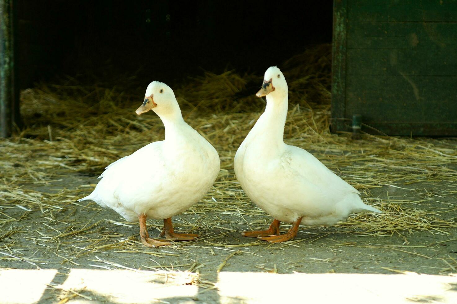 two white ducks standing in a barn 27096769 Stock Photo at Vecteezy