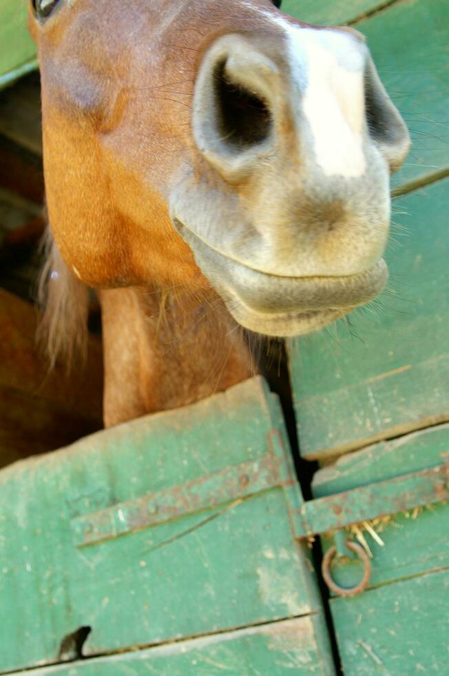 un cerca arriba de un caballos cabeza foto