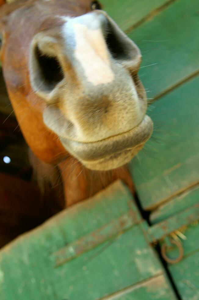 un cerca arriba de un caballos cabeza foto