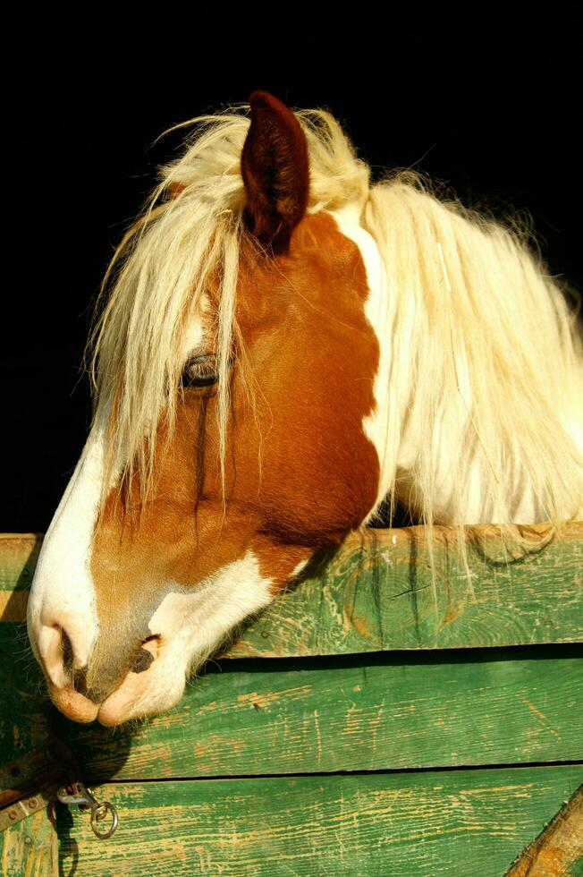 un cerca arriba de un caballos cabeza foto