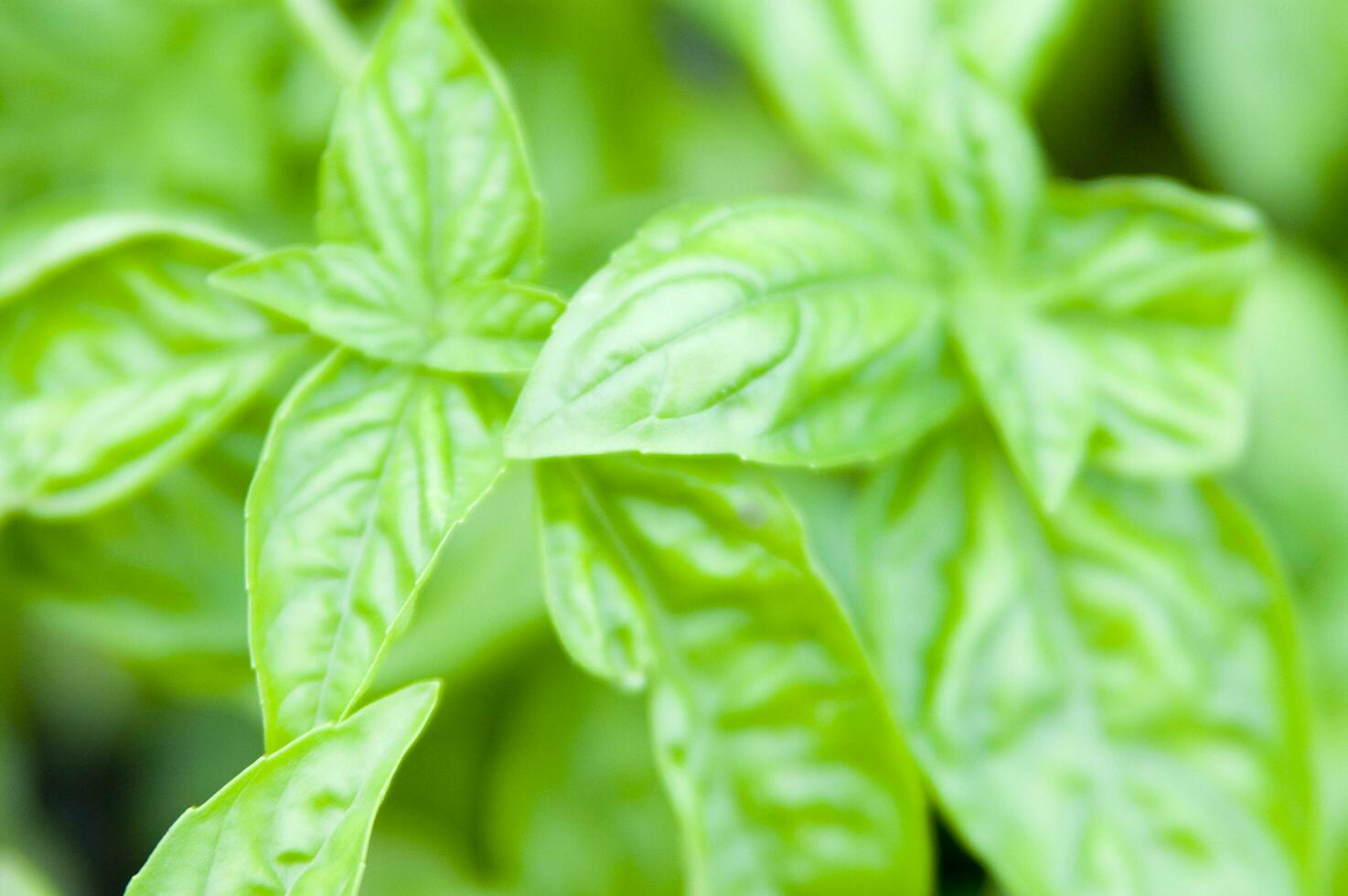 basil leaves in a garden photo